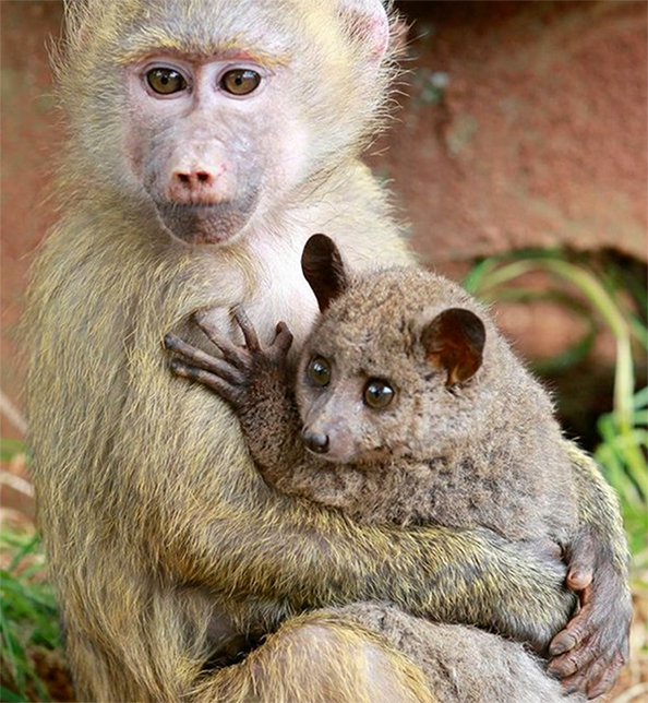 bush-baby-baboon