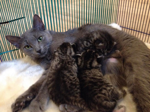 mama-cat-3-kittens