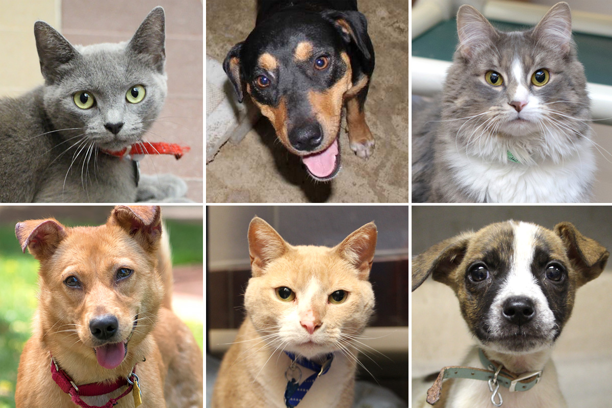 Browse Our Adoptable Pets