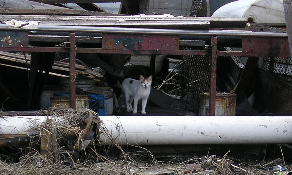 Cat in debris after hurricane