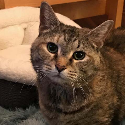 Dusty, whose glorious whiskers and beautiful markings are prize-worthy.