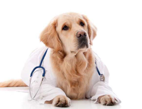 Pet Diabetes: Learning the Facts Can Lead to Long and Happy Lives