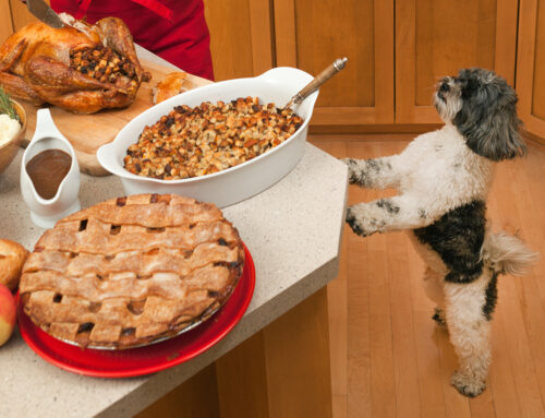 Making a Pet-Safe Thanksgiving Feast