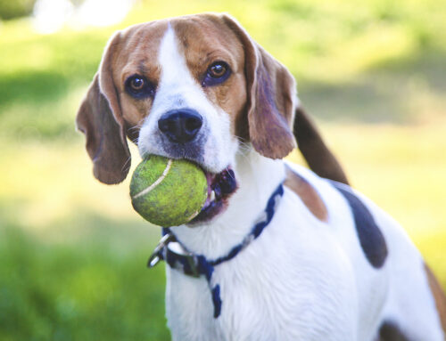 Give Your Pet a Spring Tune-Up